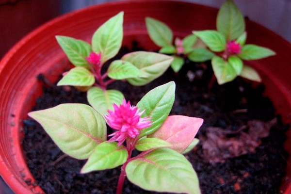 litrato ng celosia