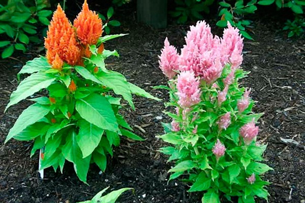 celosia care