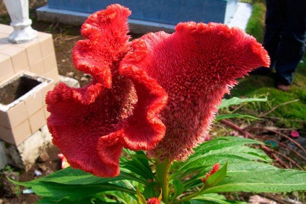 litrato ng celosia