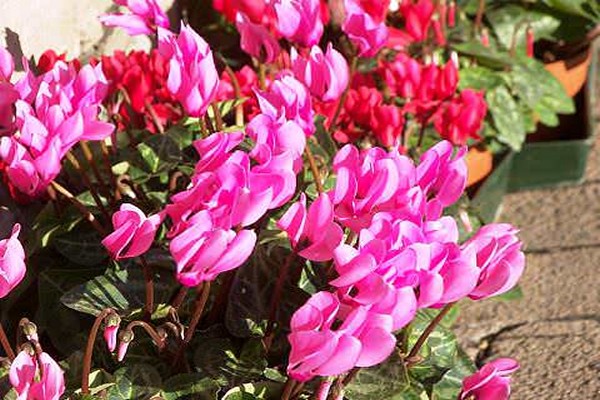 pagtatanim ng cyclamen