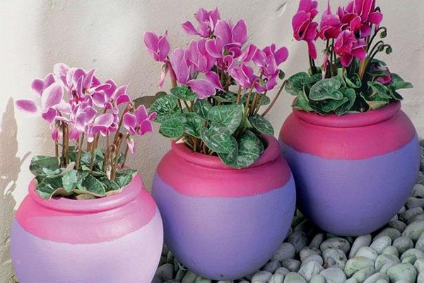 pagpaparami ng cyclamen