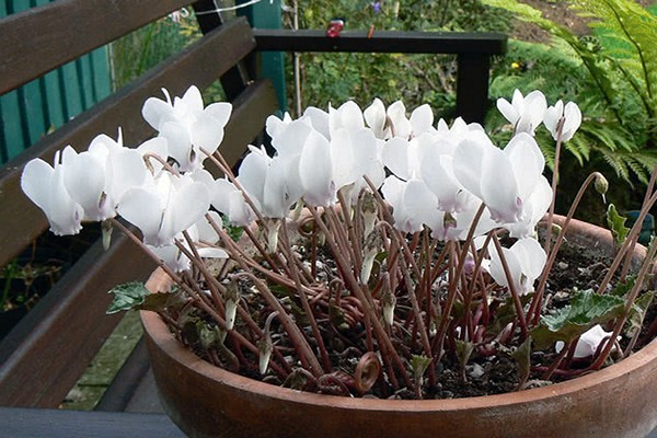 mga kondisyon sa pangangalaga ng cyclamen