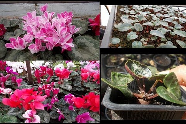 pagtatanim ng cyclamen