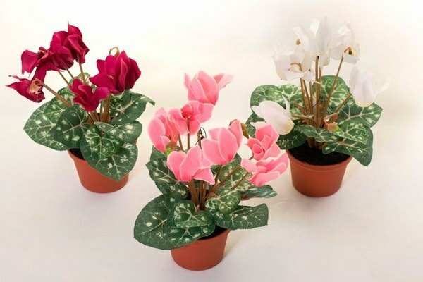 cyclamen