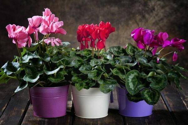 cyclamen