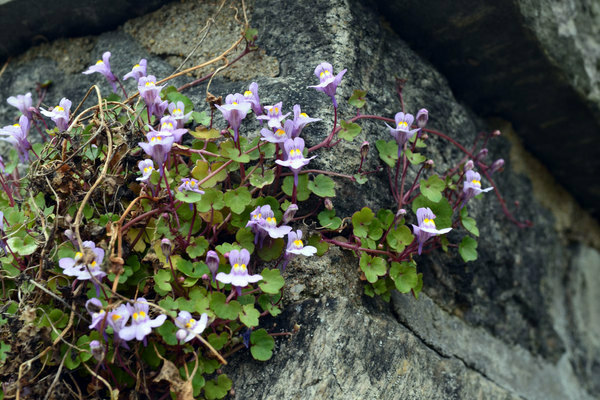 Cymbalaria Foto