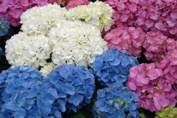 kulay ng hydrangea paniculate