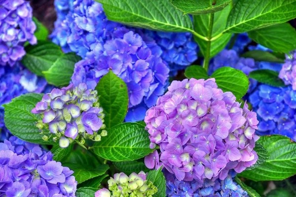 hydrangea flower photo