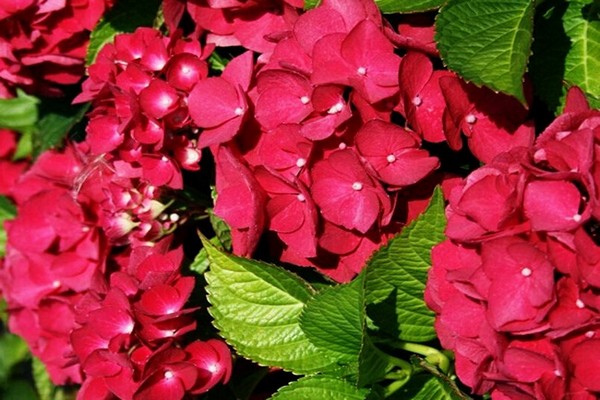 color hydrangea