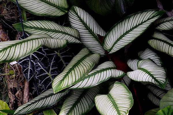 variétés de calathea