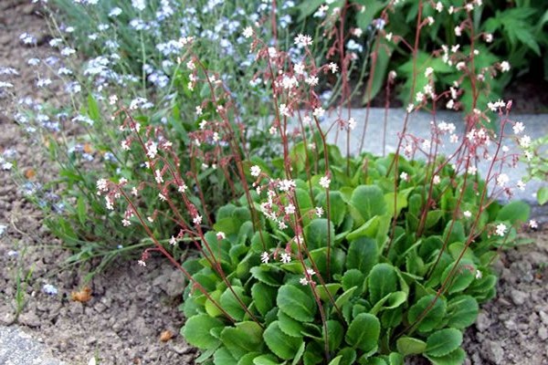 Saxifraga