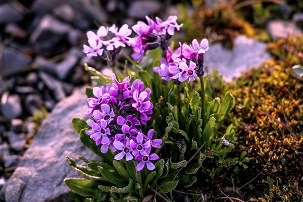 large-flowered winged grass