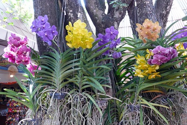 Orchideen-Vanda-Pflege + zu Hause