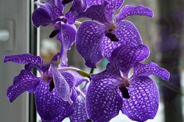 mga larawan ng orchid vanda