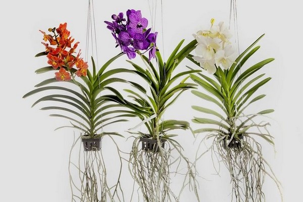 Orchideen-Vanda-Pflege + zu Hause