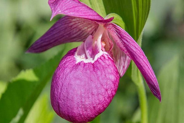 lady's slipper red