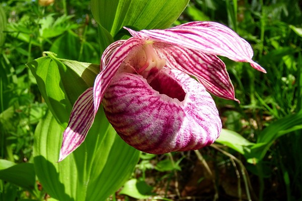 orchids lady's slipper