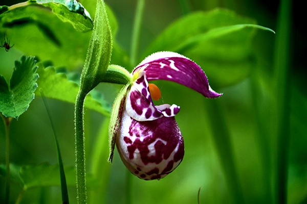 lady's slipper red