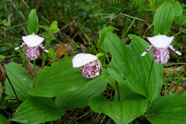 orchids lady's slipper