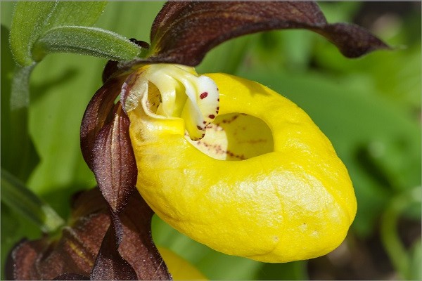 orchids lady's slipper