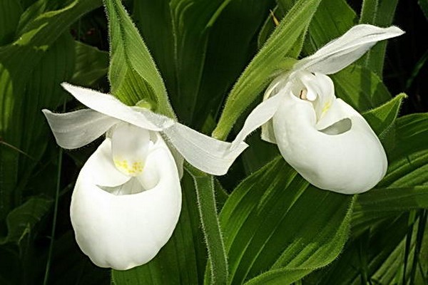 orchids lady's slipper