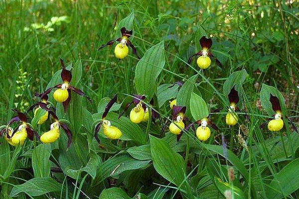 plant lady's slipper