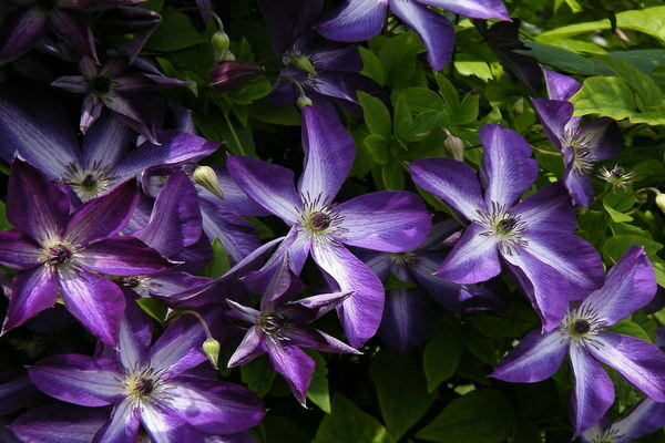 Fotografija Venosa Violacea