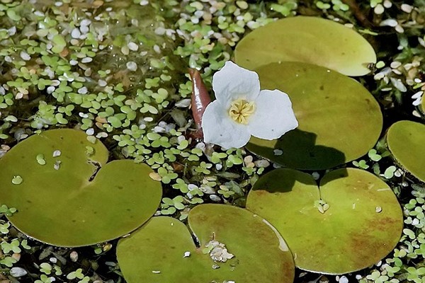 gewöhnliche Wasserfarbe