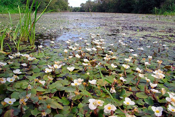 kulay ng tubig ng palaka