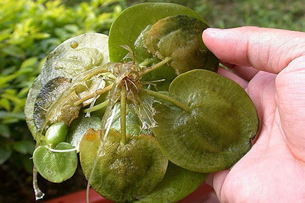 gewöhnliche Wasserfarbe