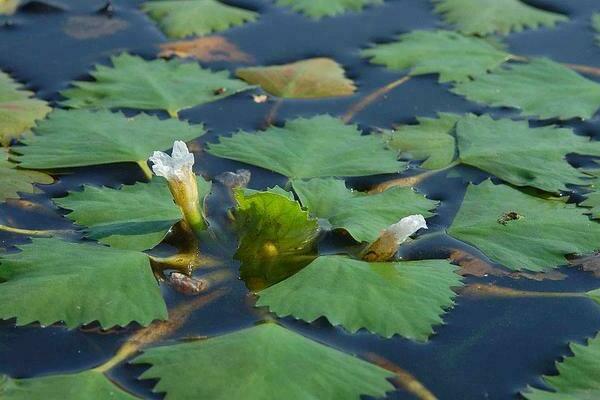 Wasser Walnuss Foto