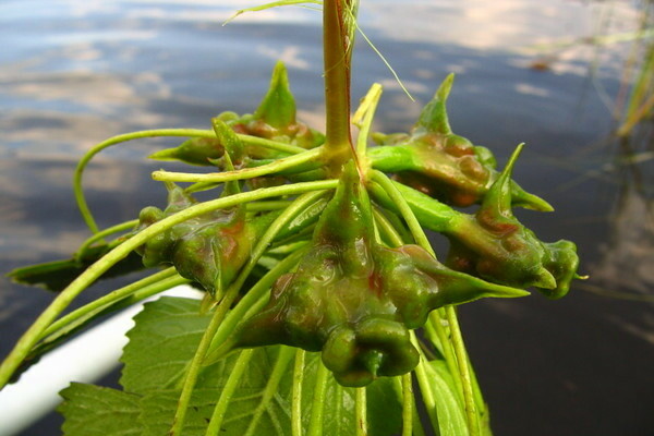 Larawan ng walnut ng tubig