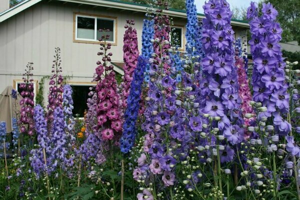 Growing a delphinium photo