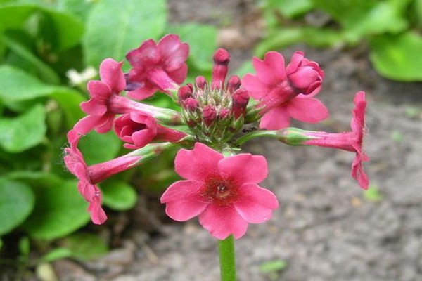 evening primrose