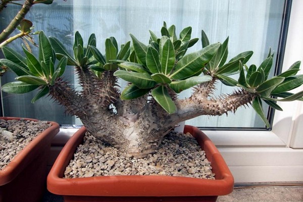 larawan ng pachypodium