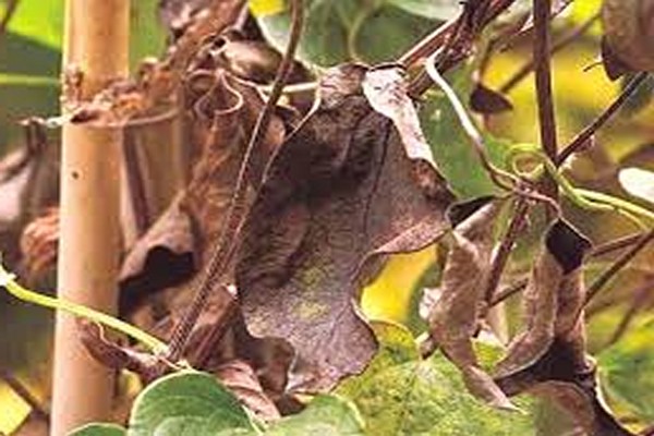 clematis leaves