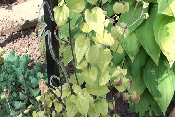 Clematis leaves dry