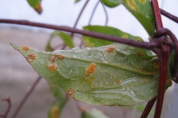 diseases of clematis