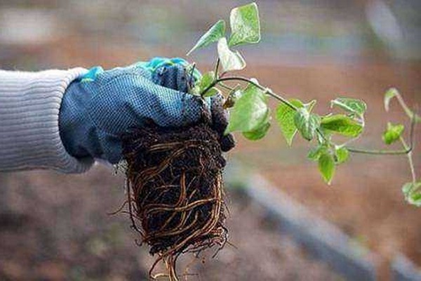 diseases of clematis