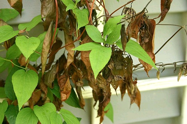 diseases of clematis