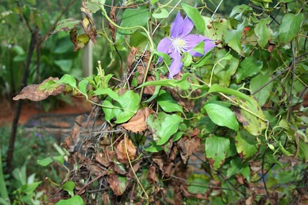 Clematis-Blätter