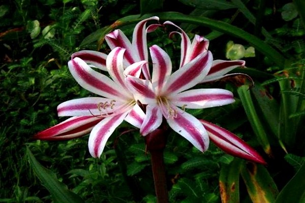 crinum care