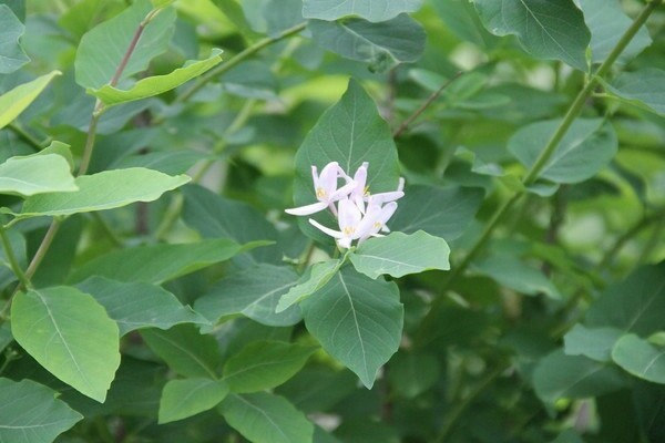 honeysuckle honeysuckle