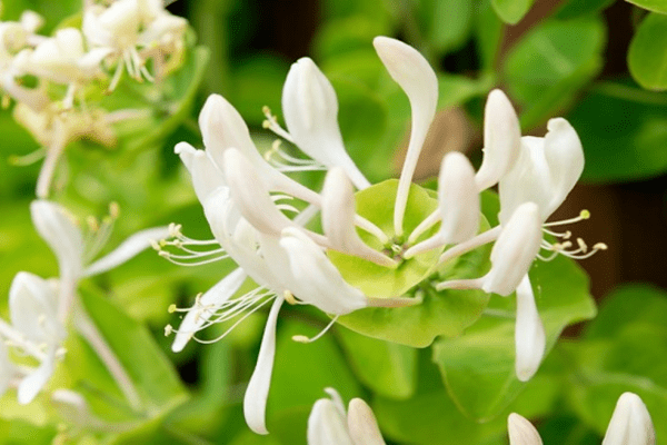 honeysuckle honeysuckle