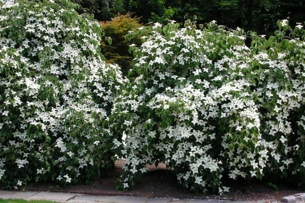 clematis sa disenyo ng landscape