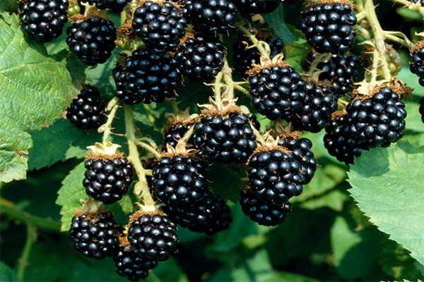 mga review ng larawan ng blackberry varieties