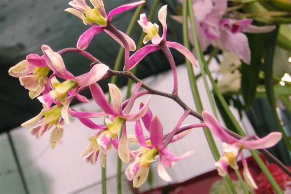 Encyclia photo