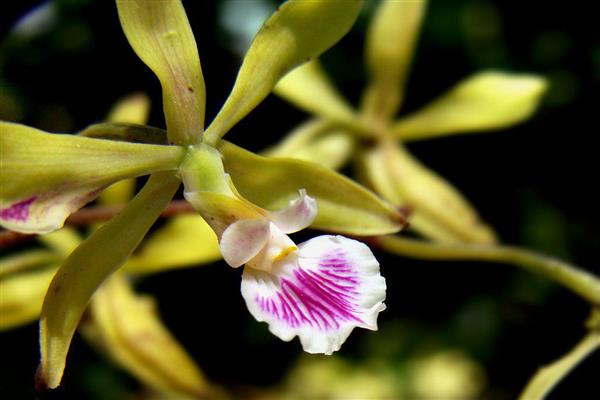 Encyclia photo