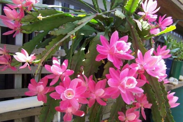 bulaklak ng epiphyllum