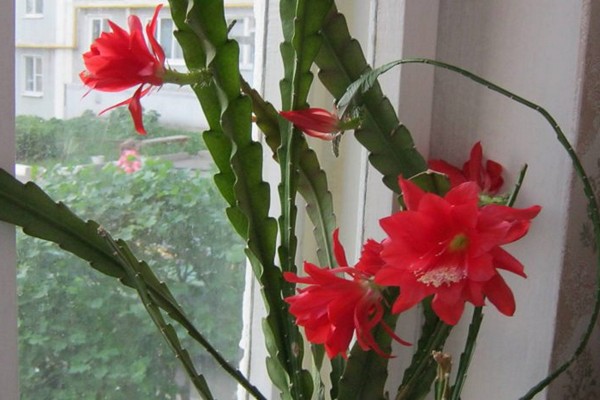 Epiphyllum